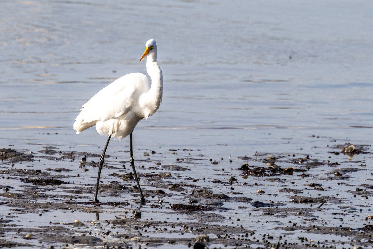 Great Egret - Sandy & Bob Sipe