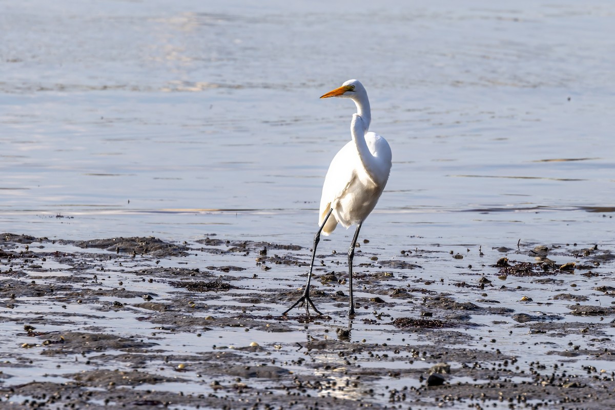 Great Egret - ML625568944