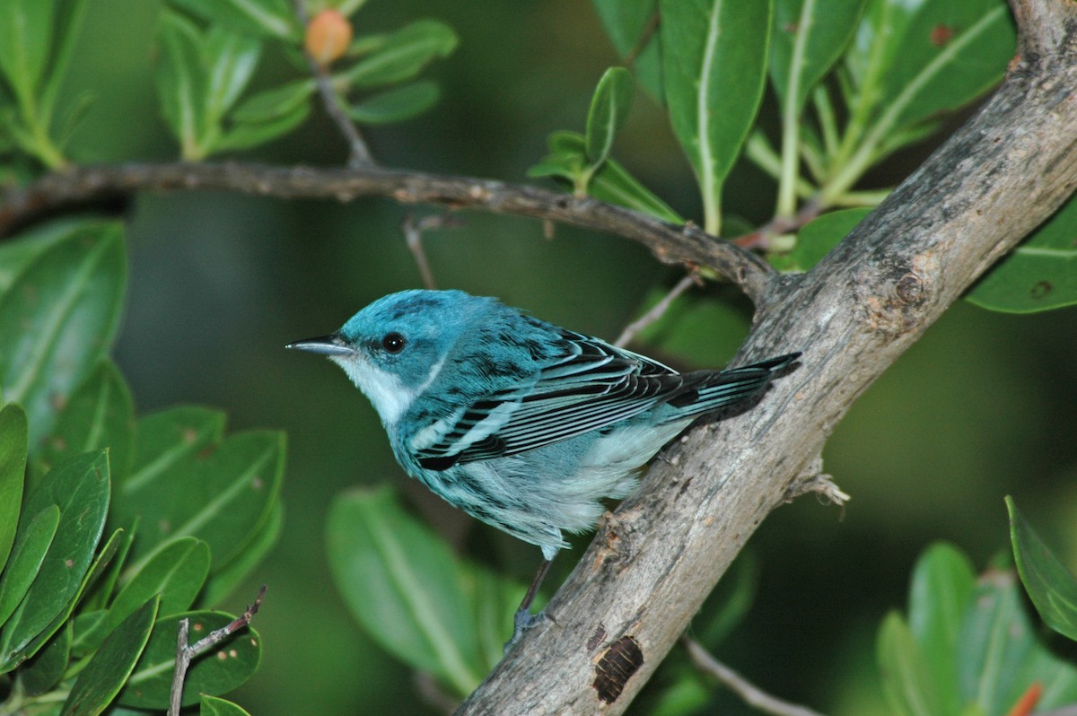 Cerulean Warbler - ML625568963