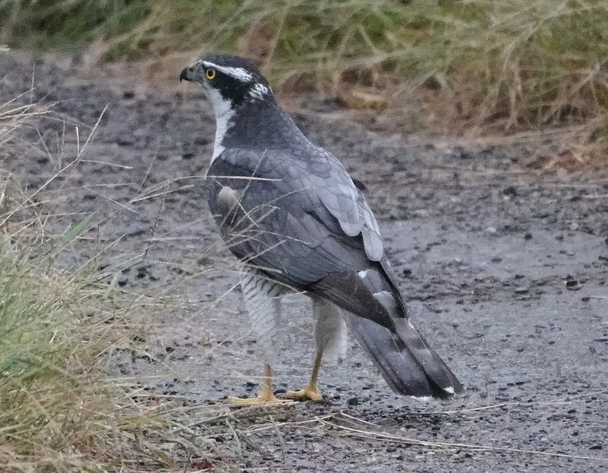 Eurasian Goshawk - ML625569016