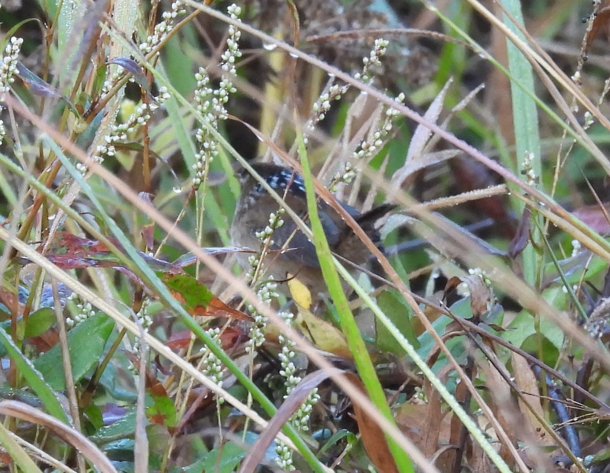 Marsh Wren - ML625569056