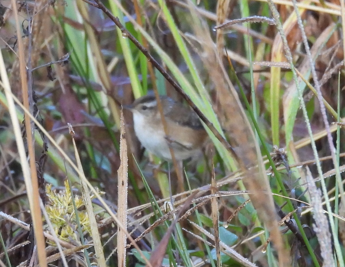 Marsh Wren - ML625569057
