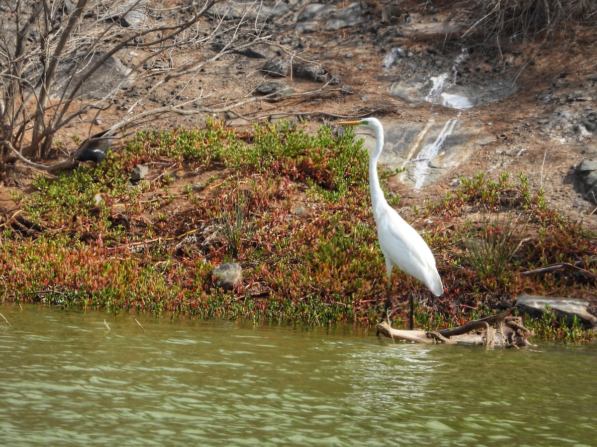 Great Egret - ML625569099