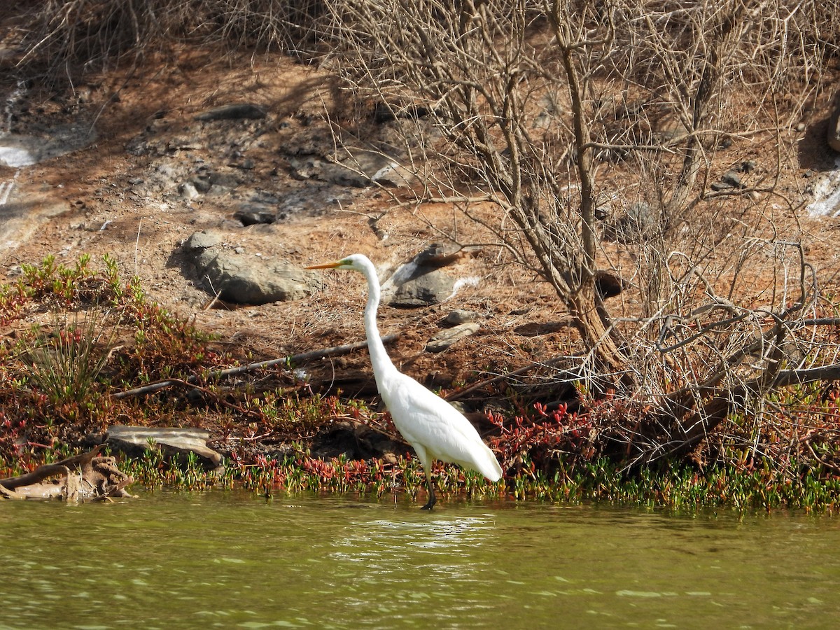 Great Egret - ML625569100