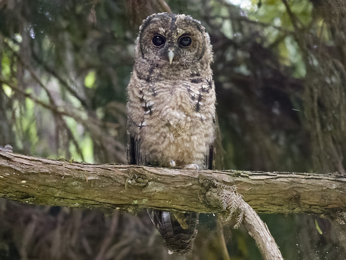 Himalayan Owl - ML625569123