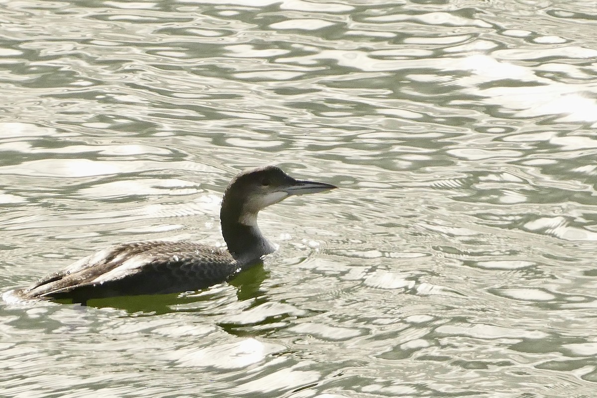 Common Loon - Jon (JC) Curd