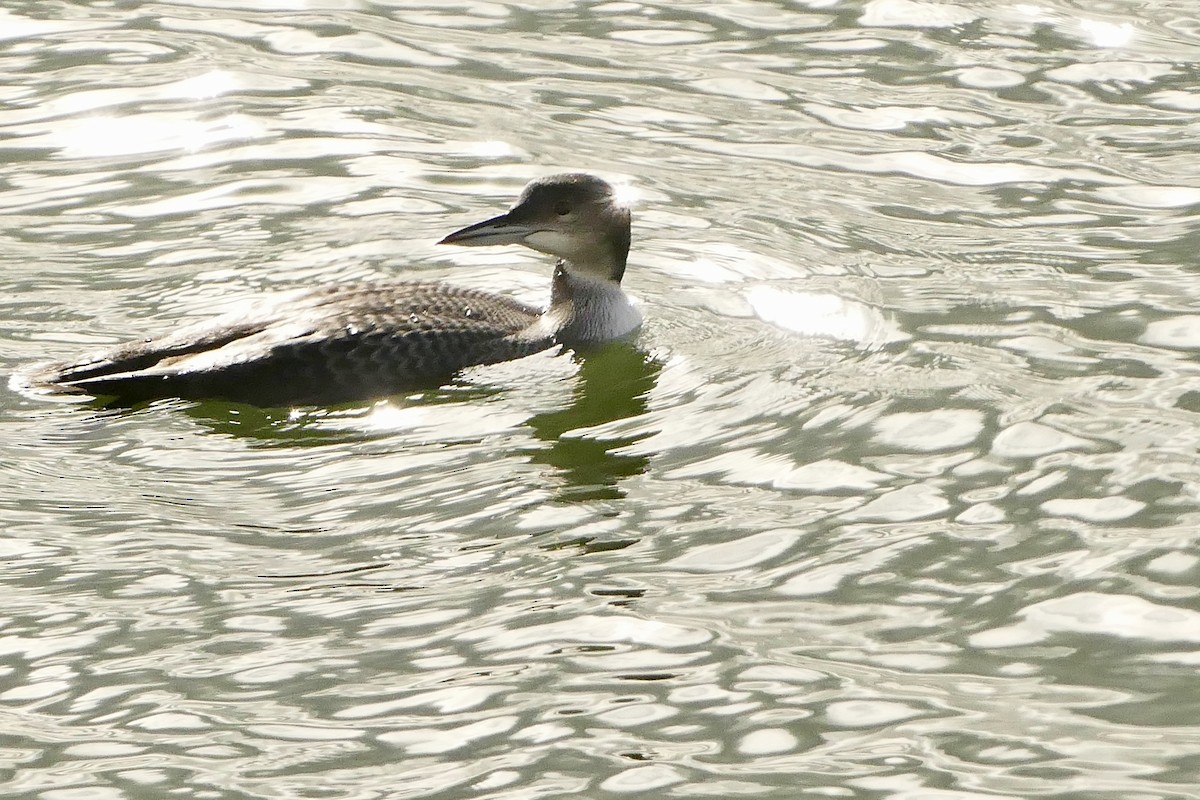 Common Loon - ML625569160