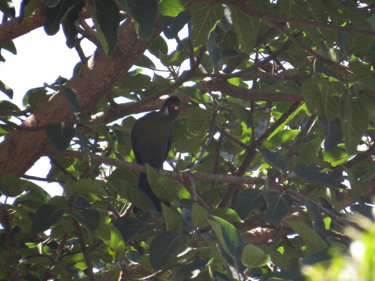 White-cheeked Turaco - ML625569173