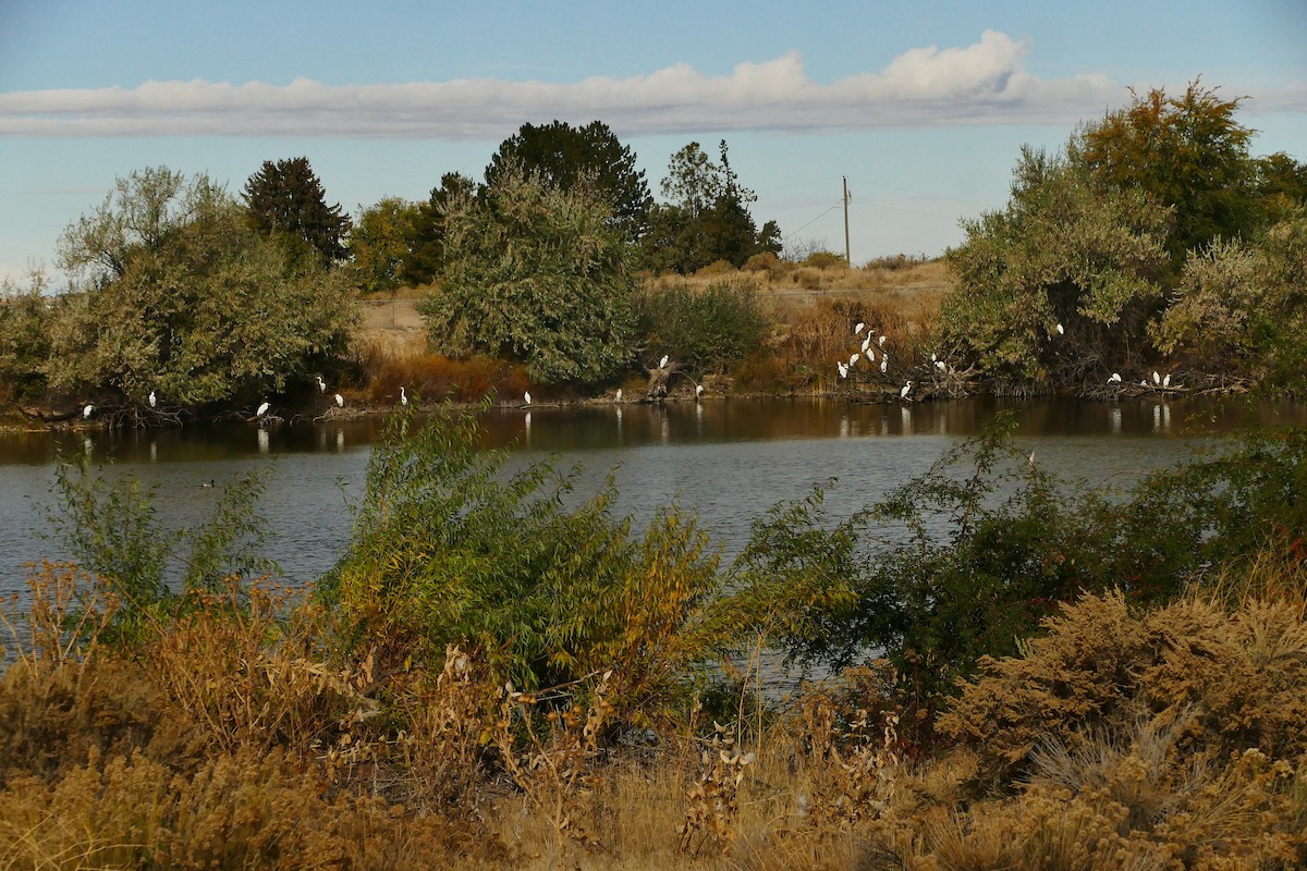 Great Egret - ML625569183