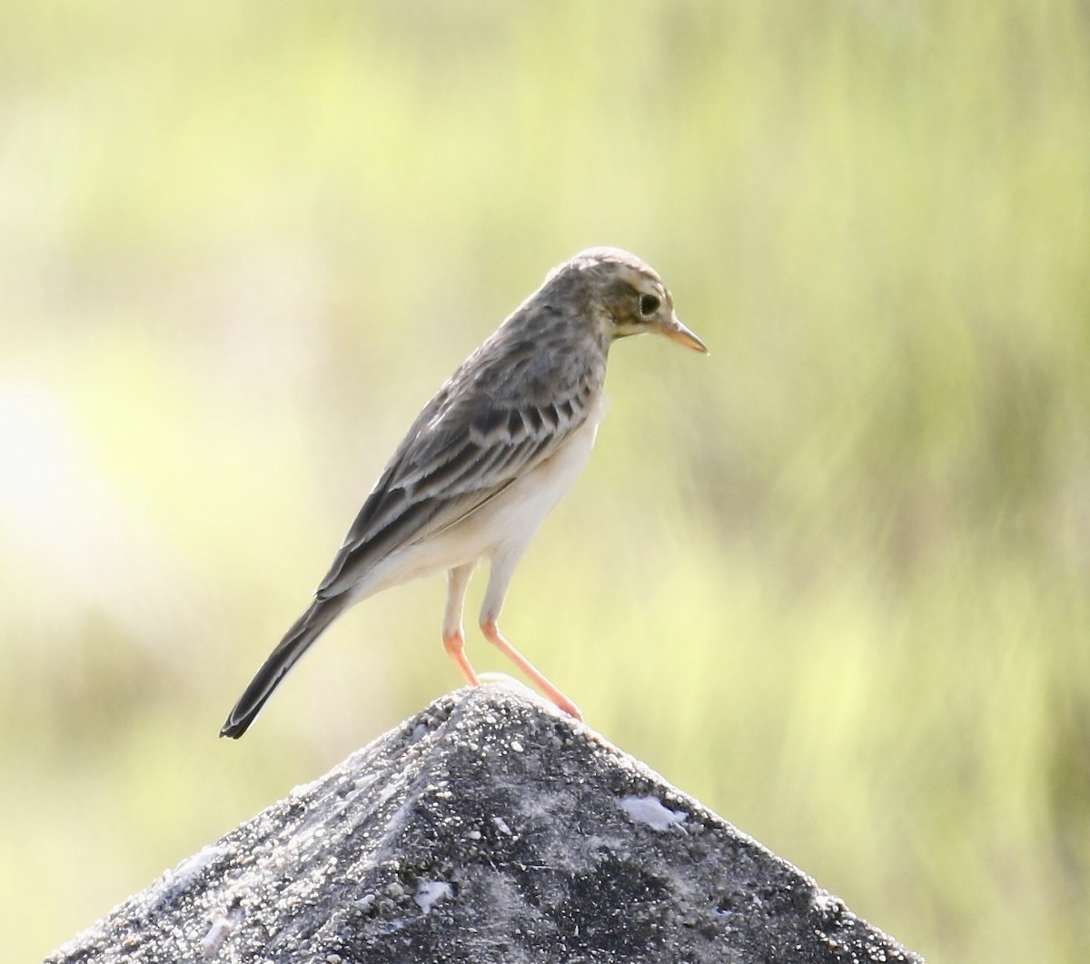 Richard's Pipit - Mark  Hogarth