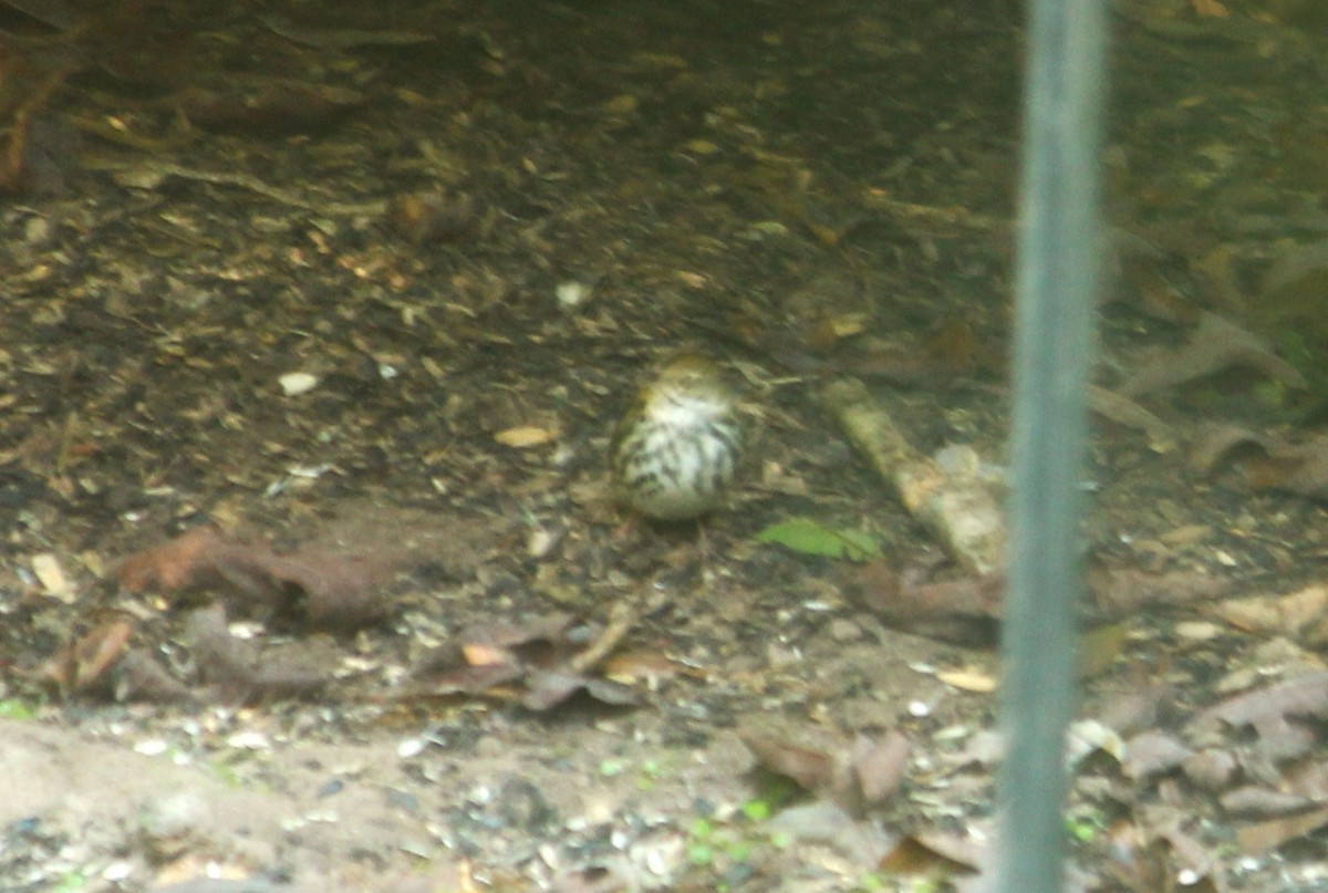 Ovenbird - ML625569216