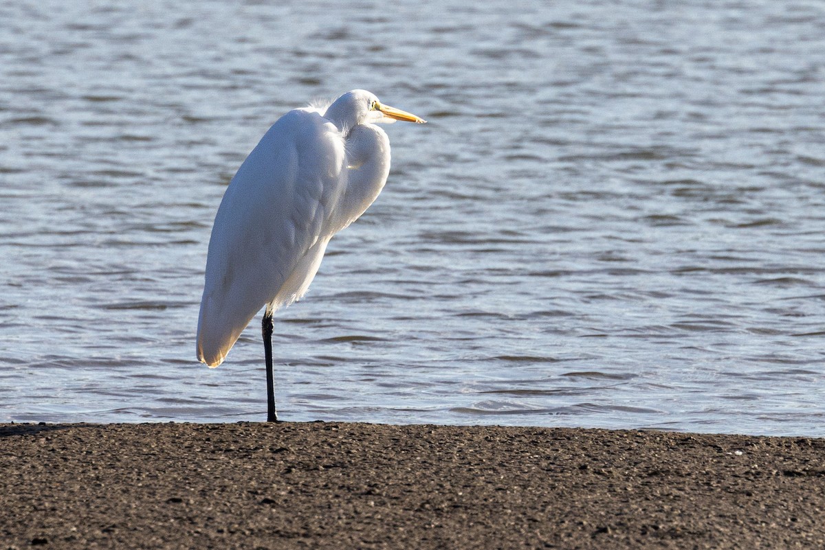 Great Egret - ML625569217