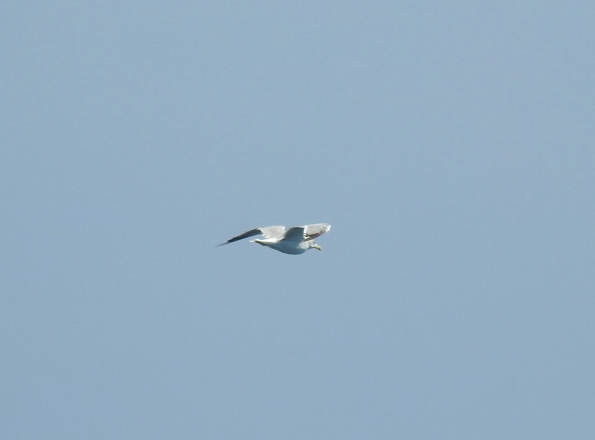 Yellow-legged Gull - Duarte Frade