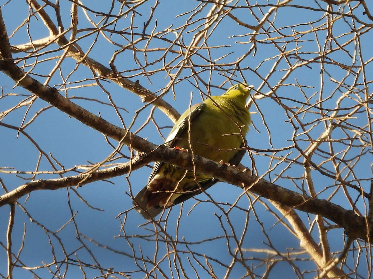 Madagascar Green-Pigeon - ML625569267