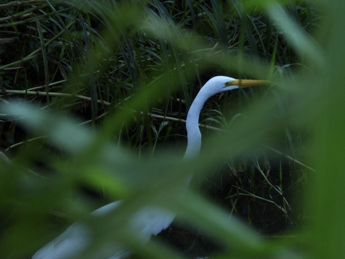 Great Egret - ML625569278