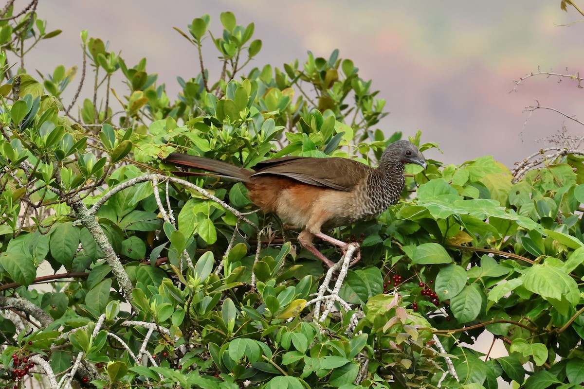 Colombian Chachalaca - ML625569309