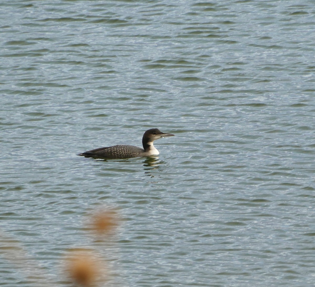 Common Loon - ML625569334