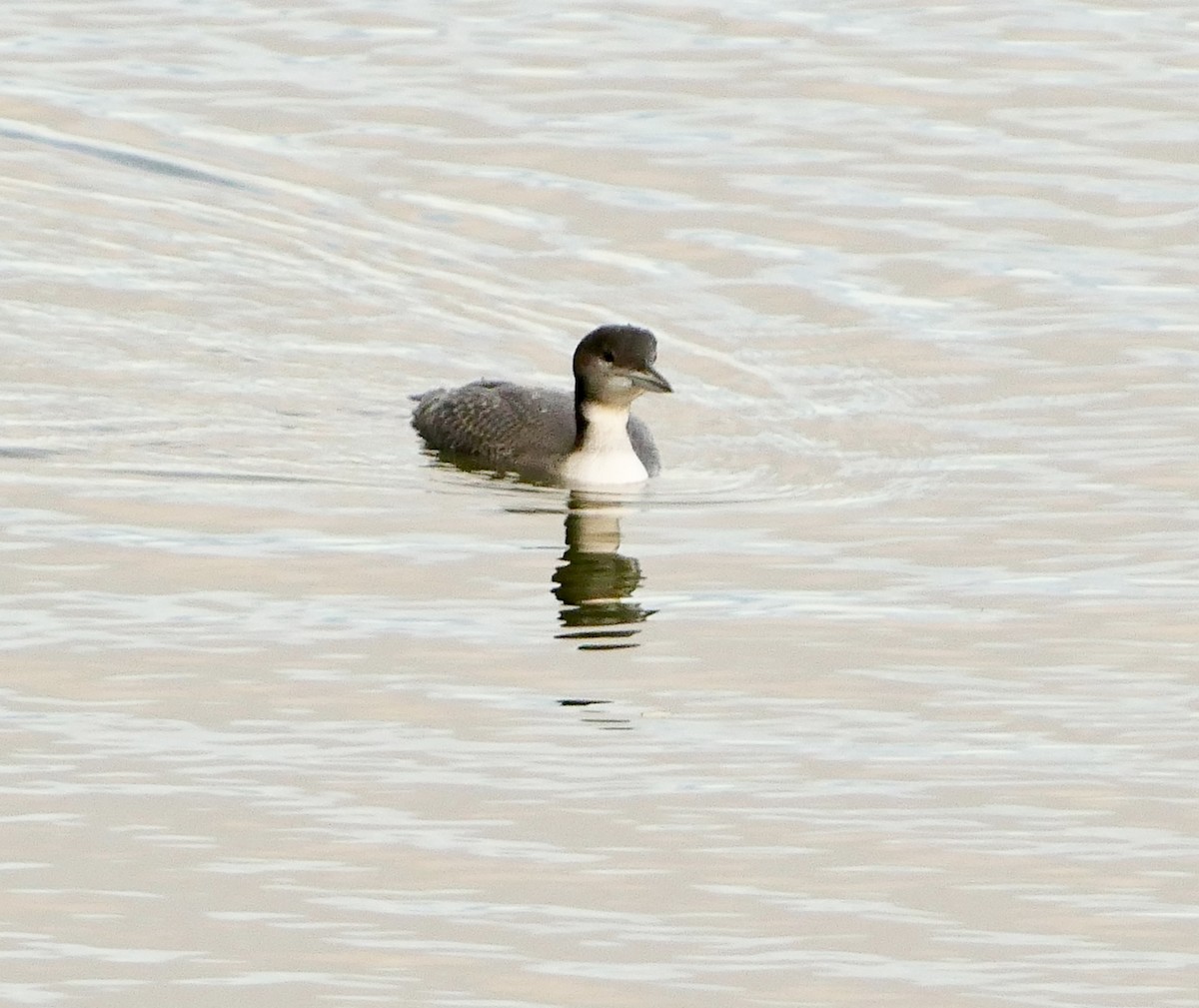 Common Loon - ML625569340