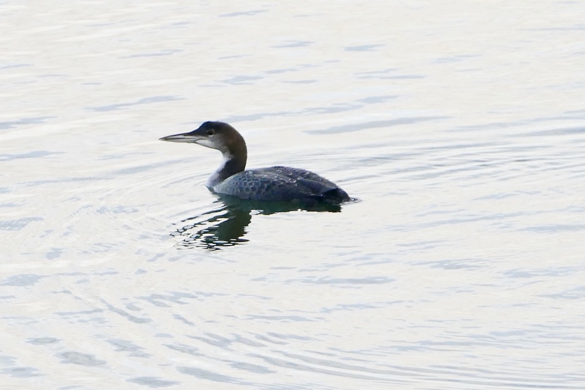 Common Loon - ML625569346