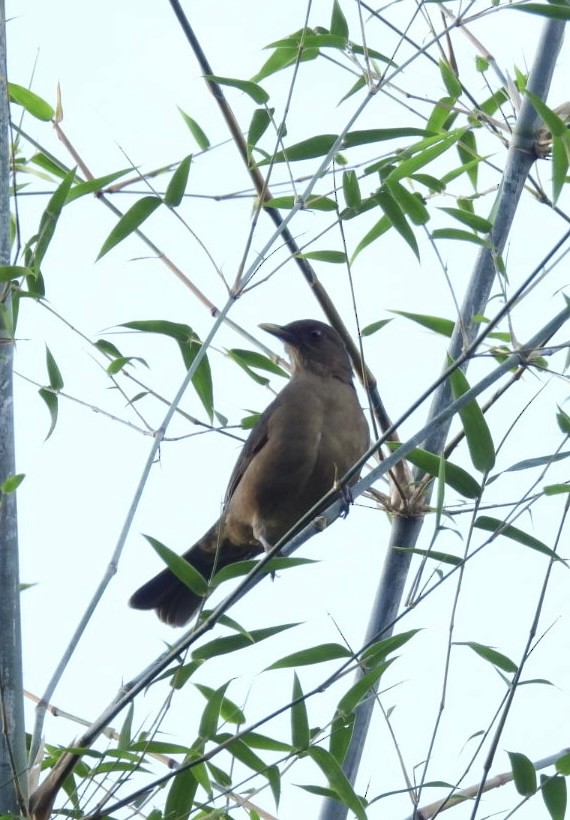 Clay-colored Thrush - Ian M