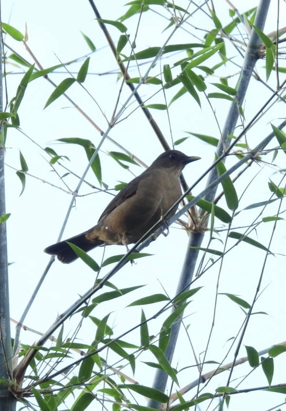 Clay-colored Thrush - ML625569371