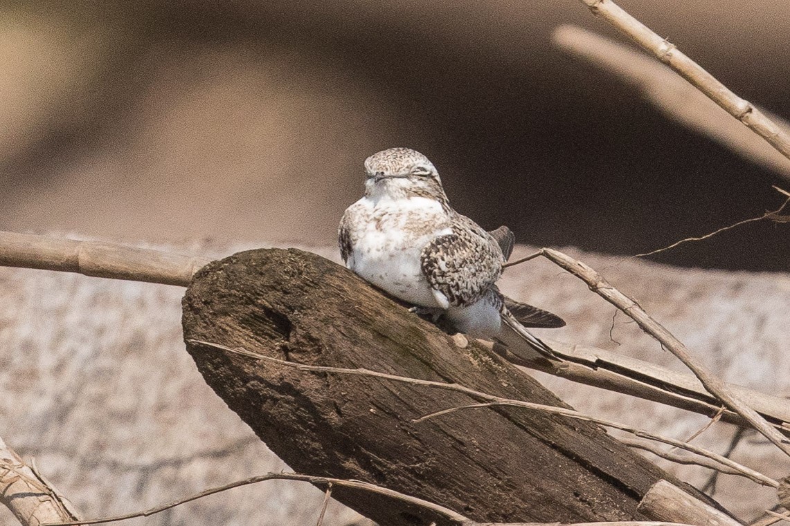 Sand-colored Nighthawk - ML62556941