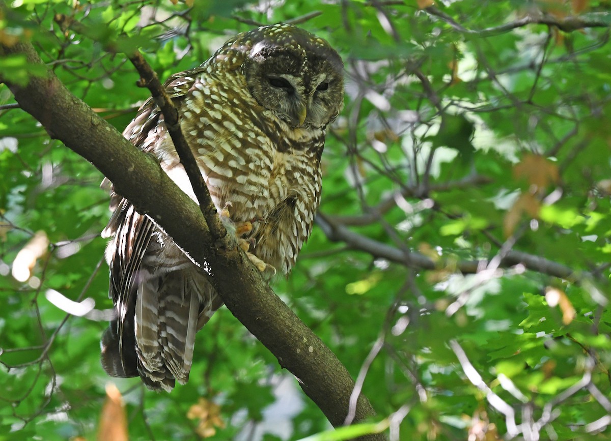 Spotted Owl (Mexican) - Joshua Vandermeulen