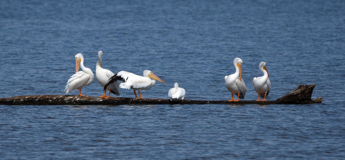 American White Pelican - ML625569524