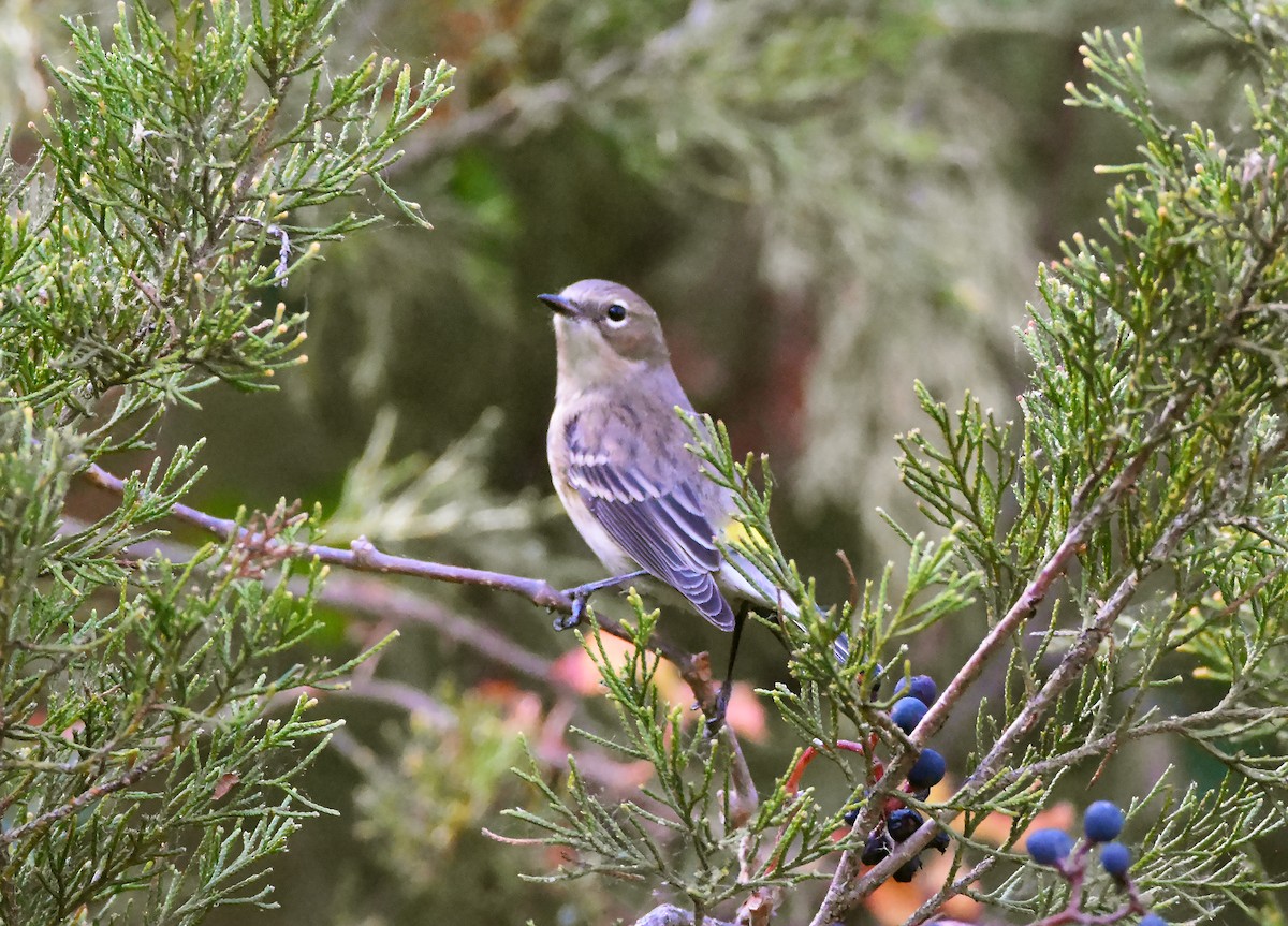 Yellow-rumped Warbler - ML625569535