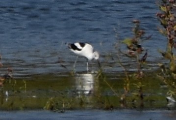 American Avocet - ML625569537