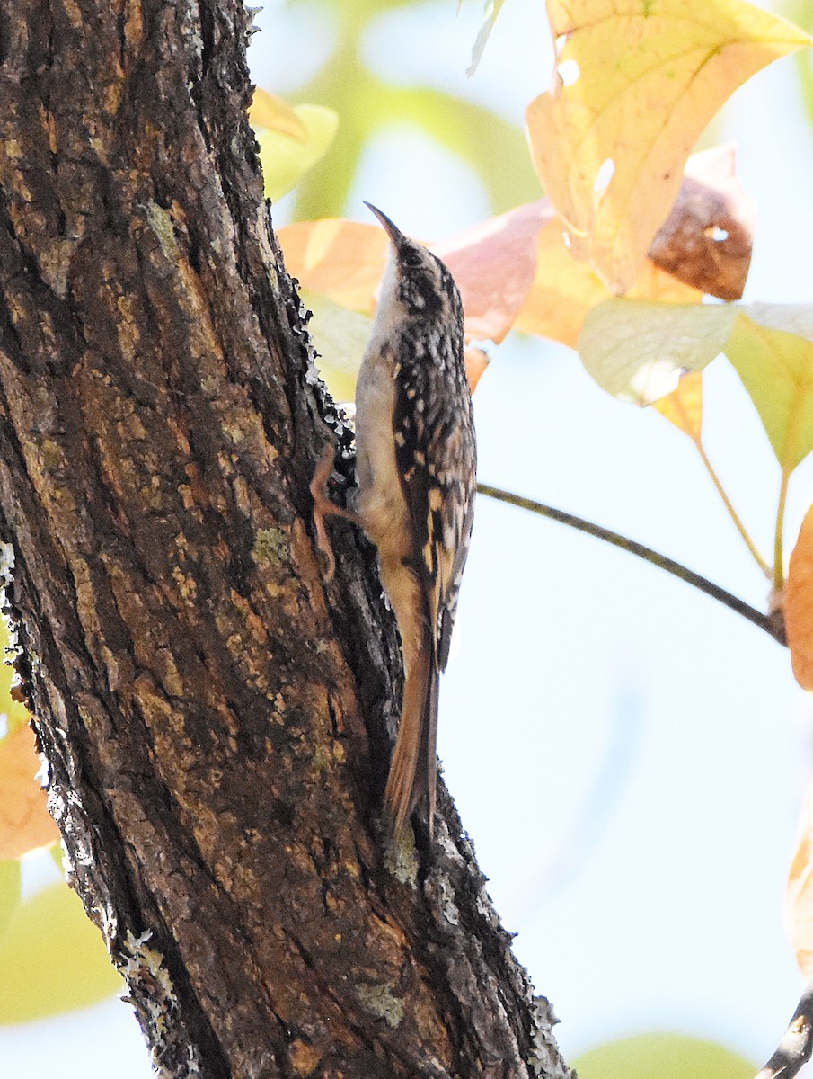 Brown Creeper - ML625569549