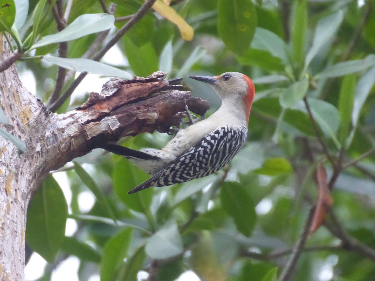 Red-bellied Woodpecker - ML625569667