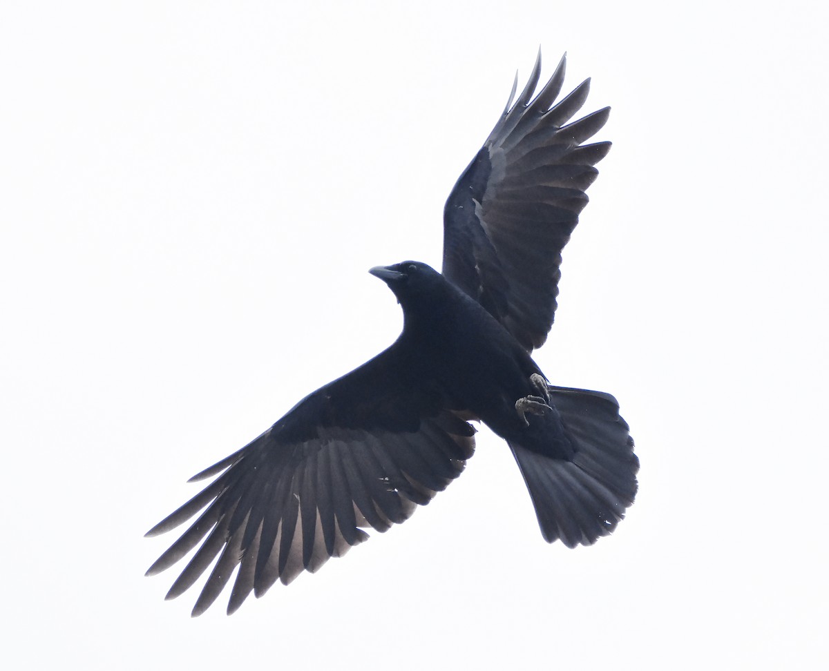 American Crow - ML625569736