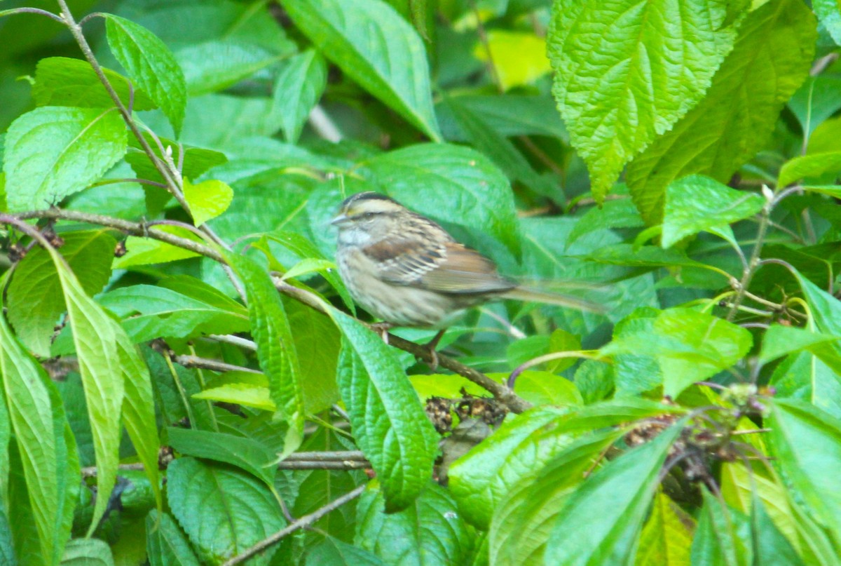 White-throated Sparrow - ML625569822