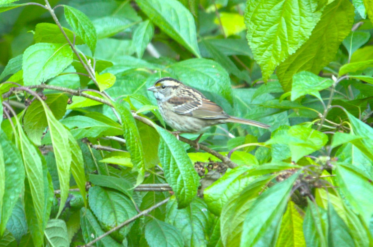 White-throated Sparrow - ML625569823