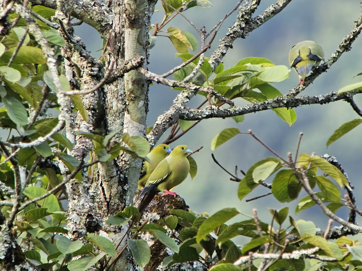 Pin-tailed Green-Pigeon - ML625569890