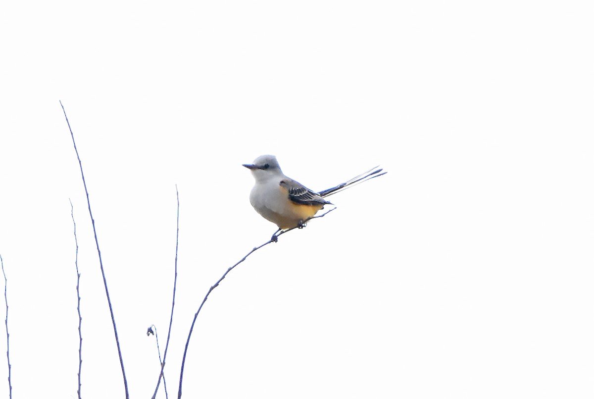 Scissor-tailed Flycatcher - ML625569892