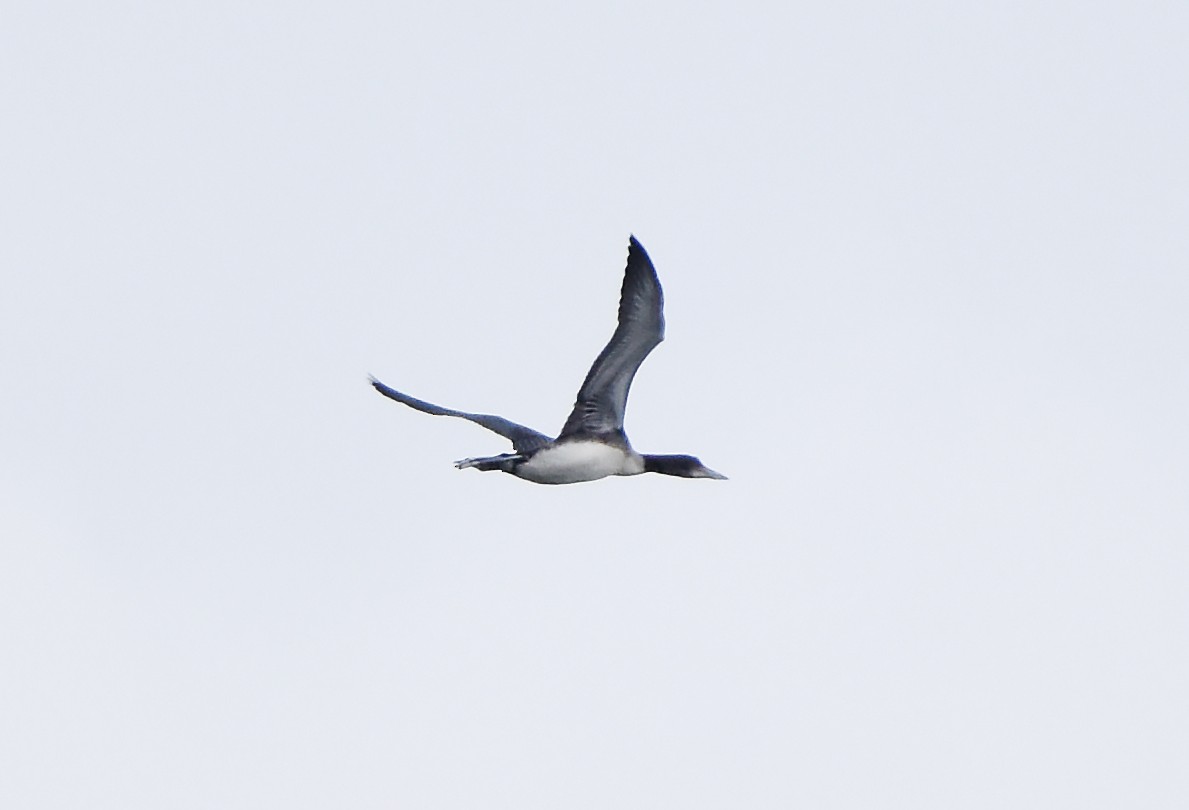 Common Loon - ML625570006