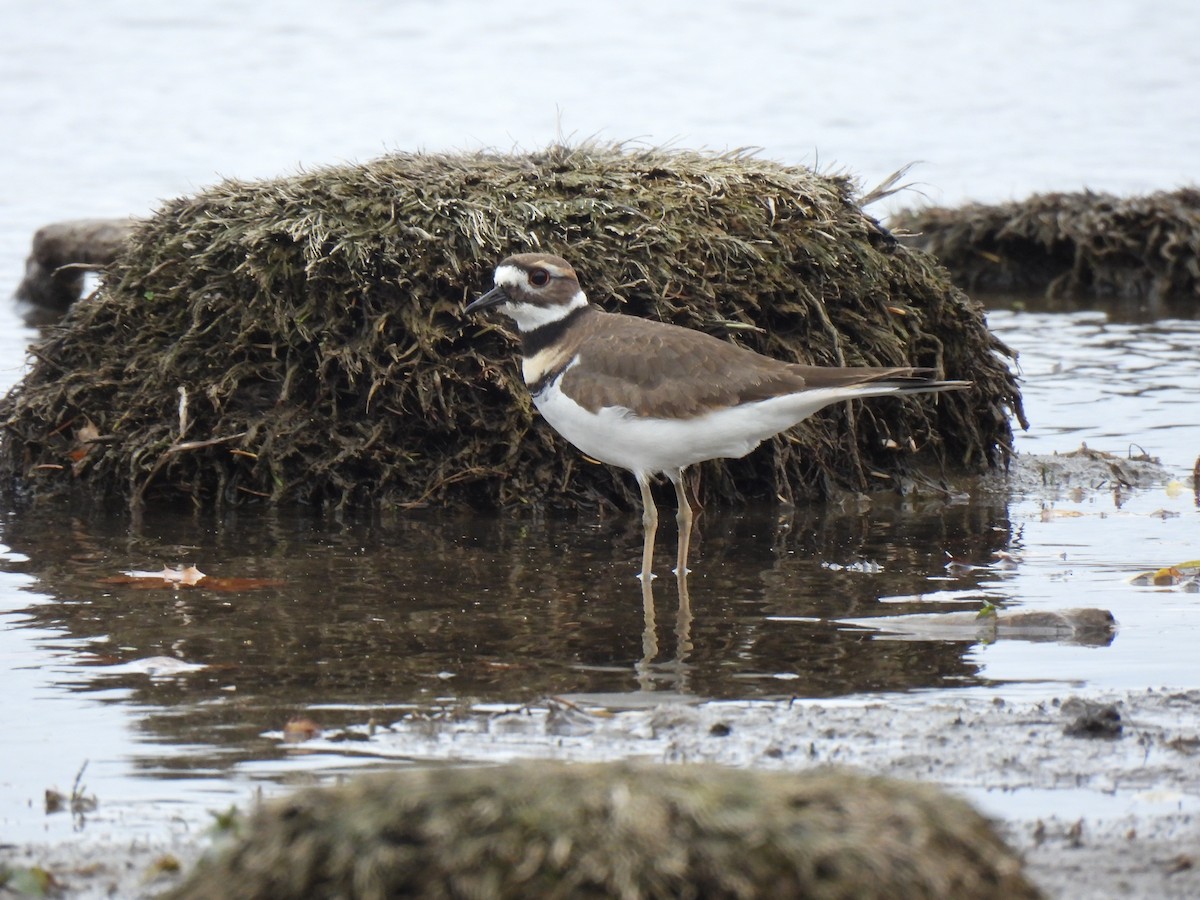 Killdeer - ML625570017