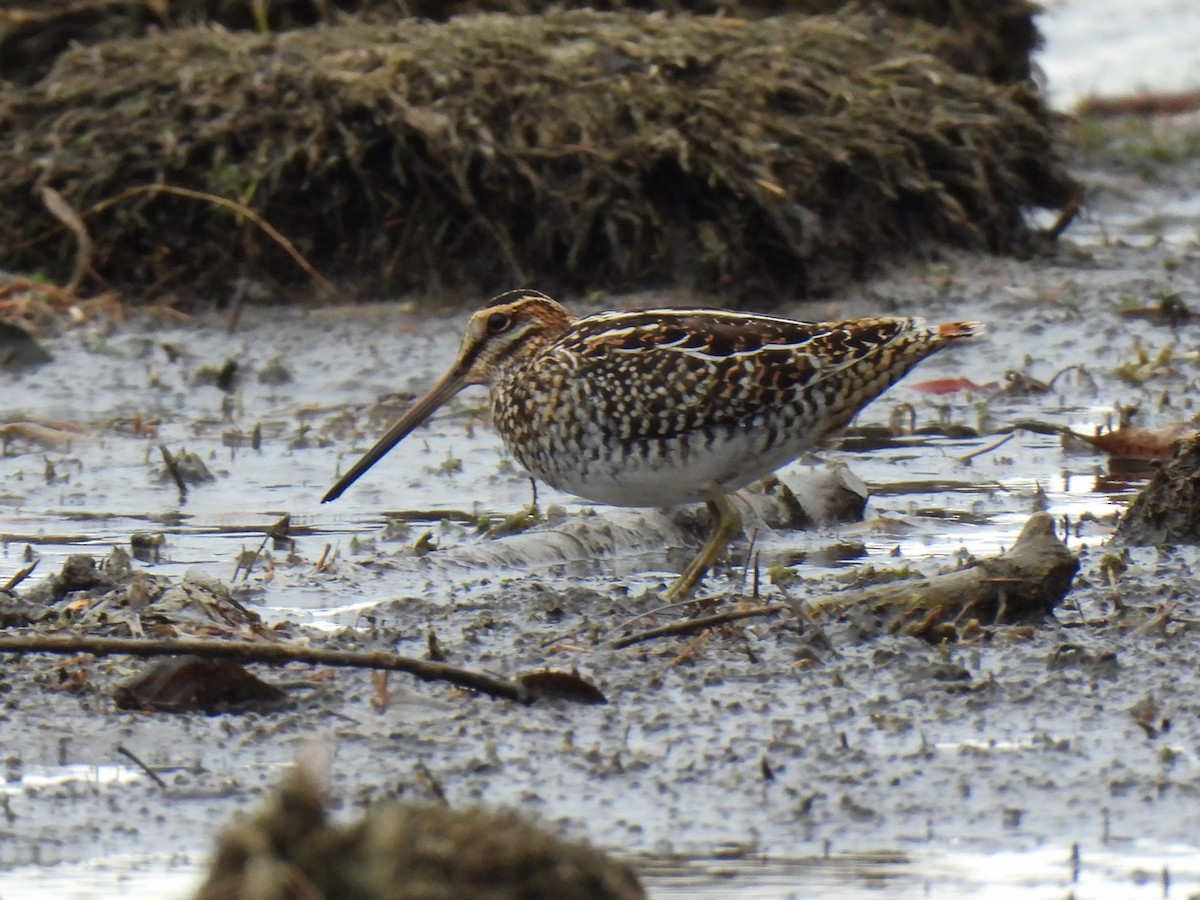 Wilson's Snipe - ML625570024