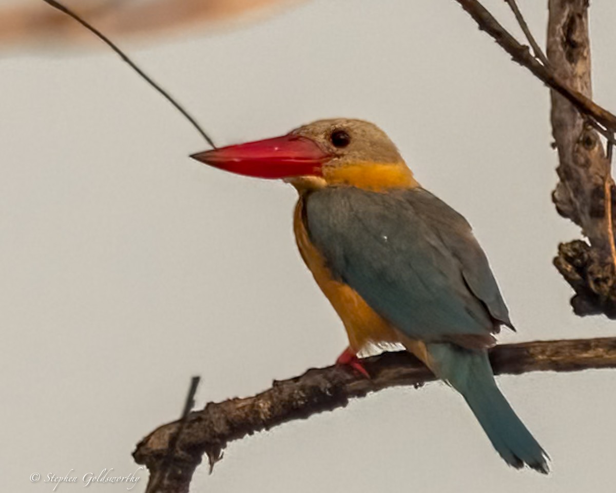 Alción Picocigüeña - ML625570121