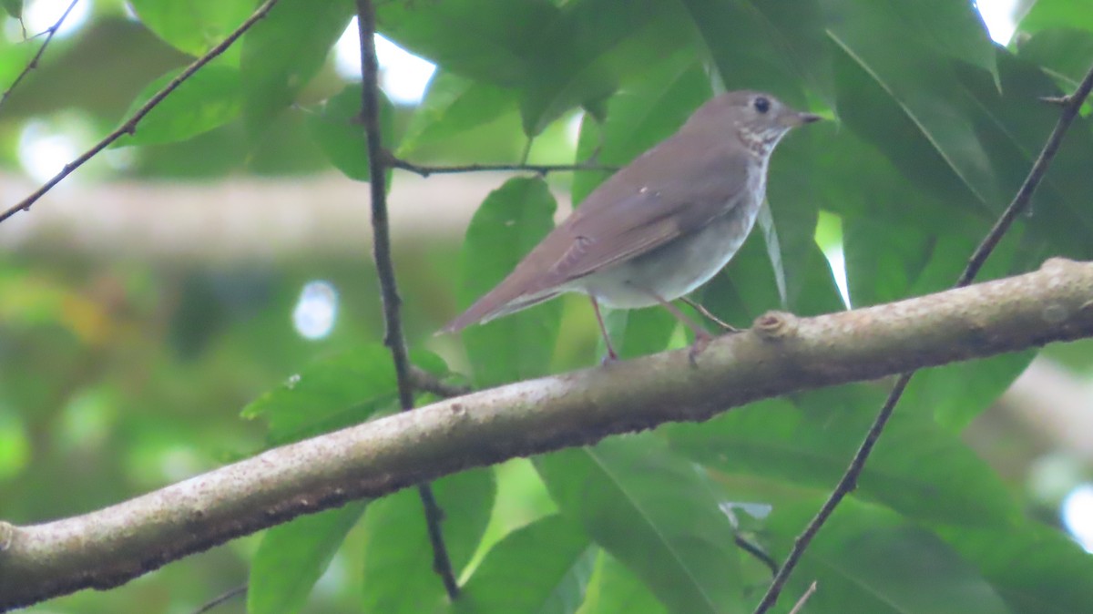 Gray-cheeked Thrush - Julio Barquero Elizondo