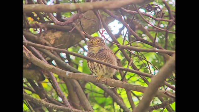 Asian Barred Owlet - ML625570187