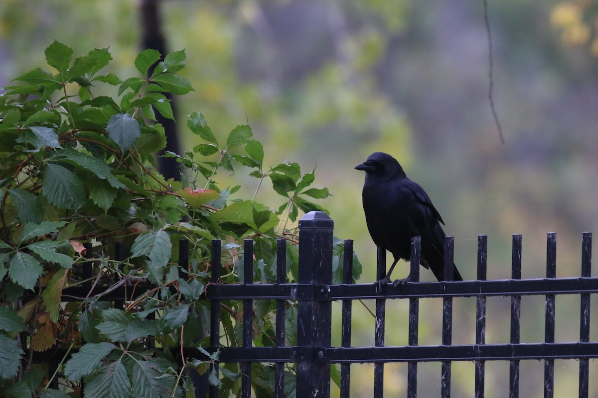 American Crow - ML625570215