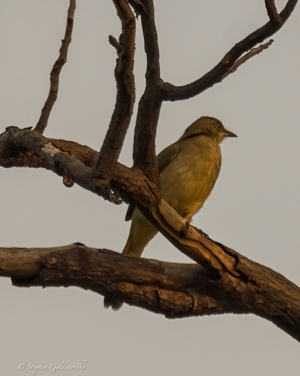 Streak-eared Bulbul - ML625570227