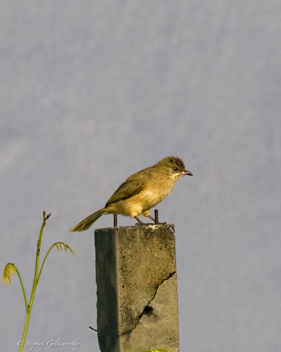 Streak-eared Bulbul - ML625570228