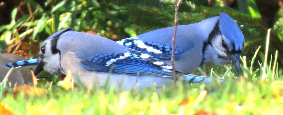 Blue Jay - James Hirtle