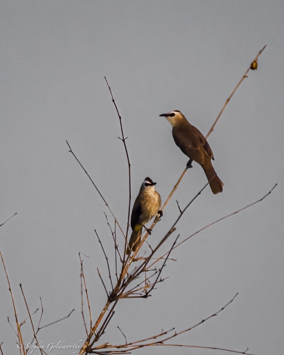 Yellow-vented Bulbul - ML625570256