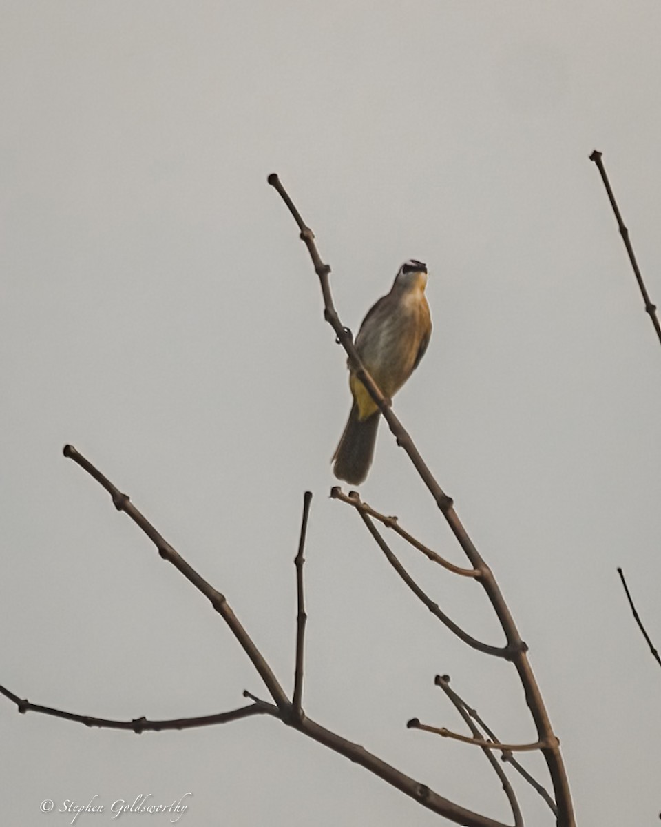 Yellow-vented Bulbul - ML625570257