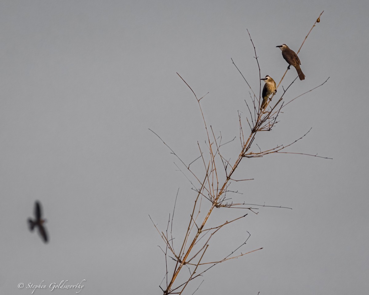 Yellow-vented Bulbul - ML625570258